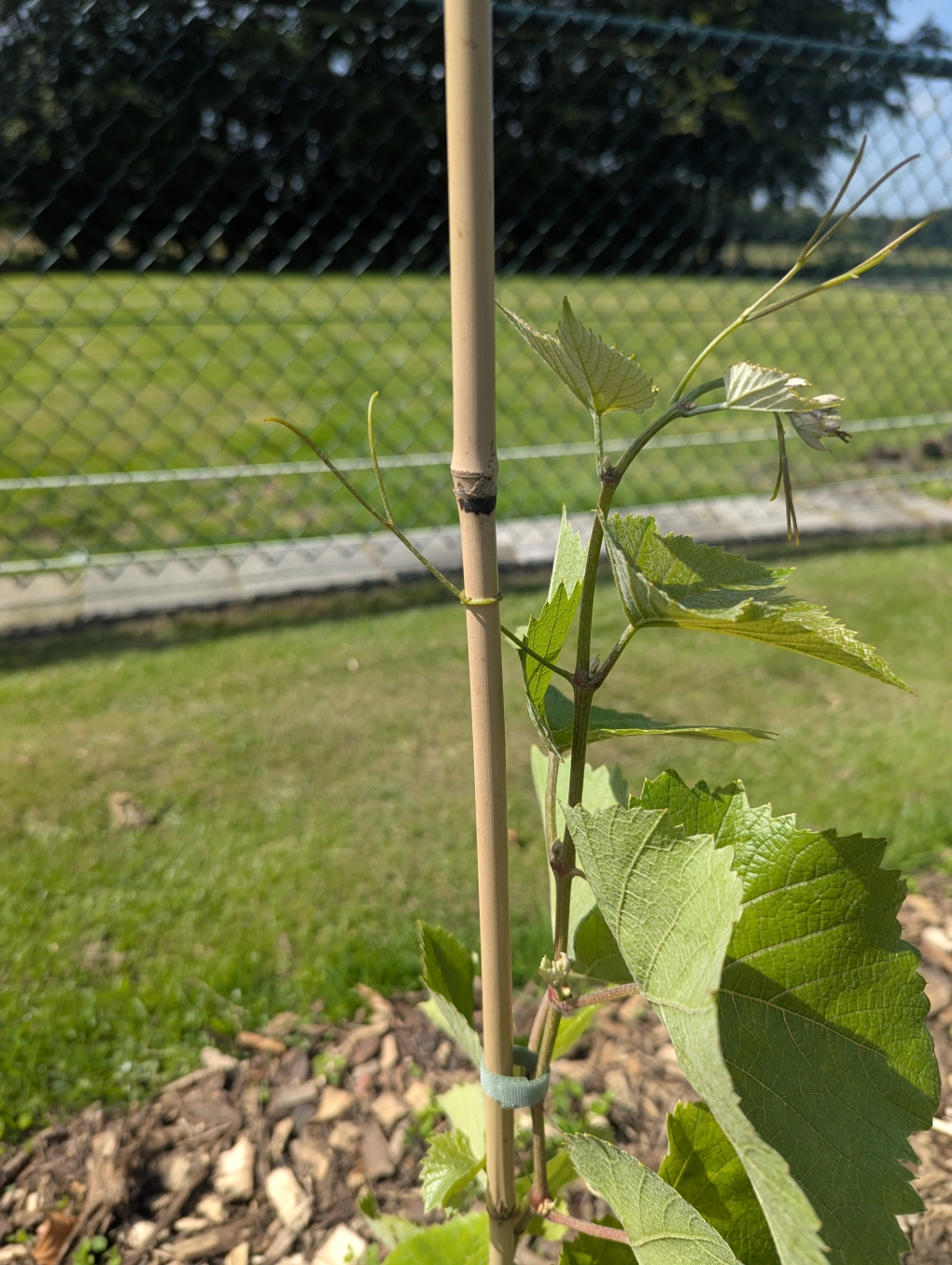 Cute August tendrils