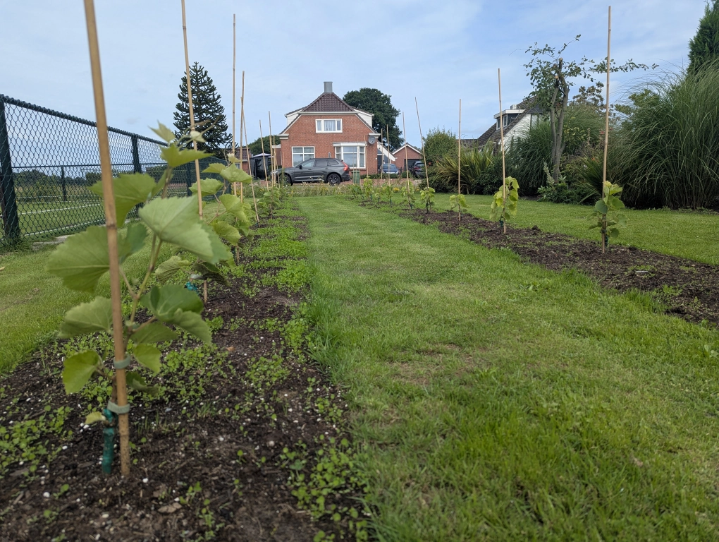 Domineering white clover 0 Domineering white clover 0