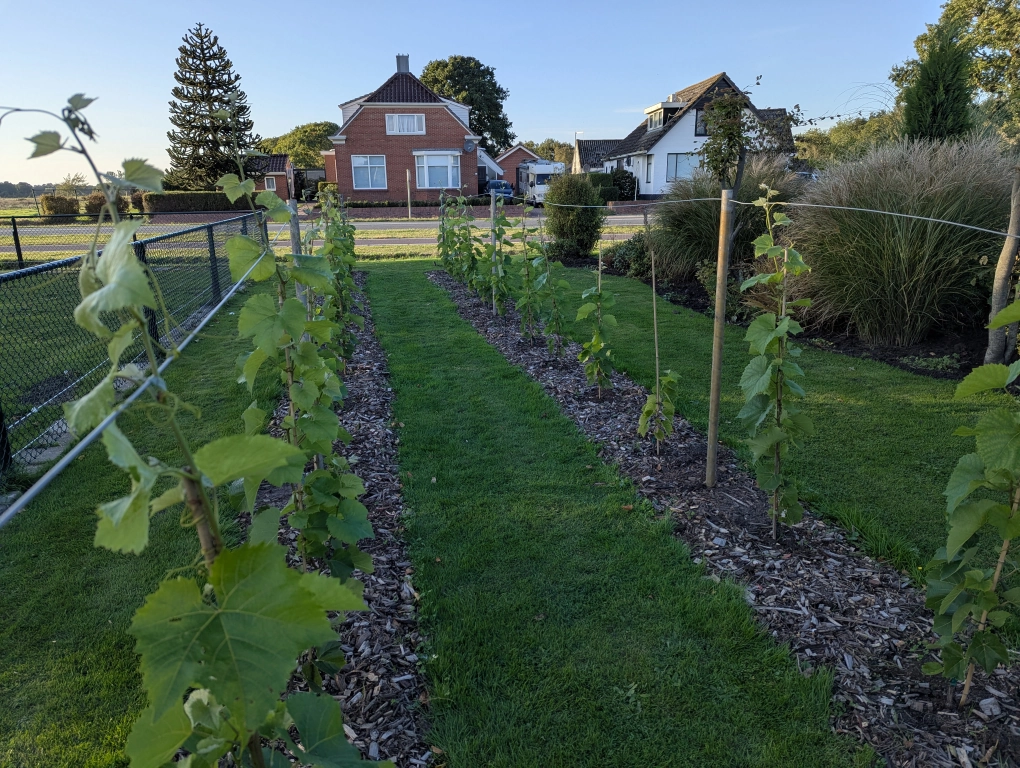 Trellis construction - after