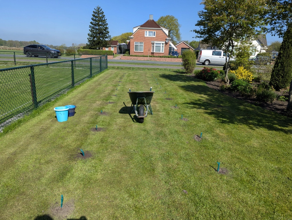 Vines right after planting