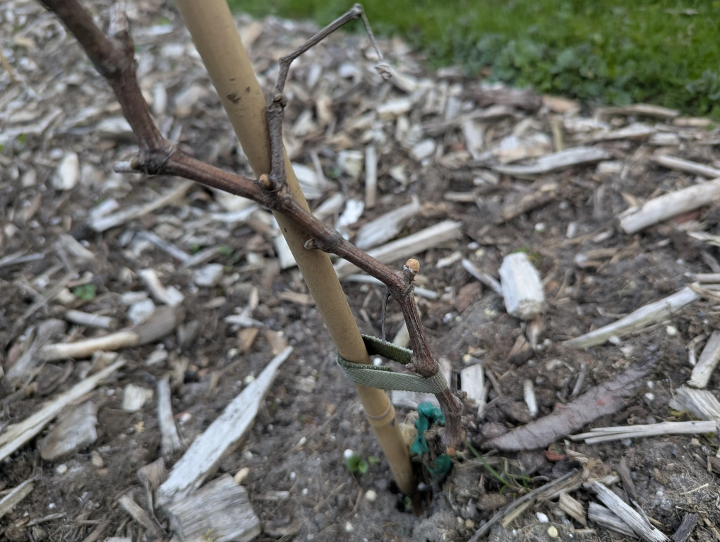 First buds in mid april First buds in mid april