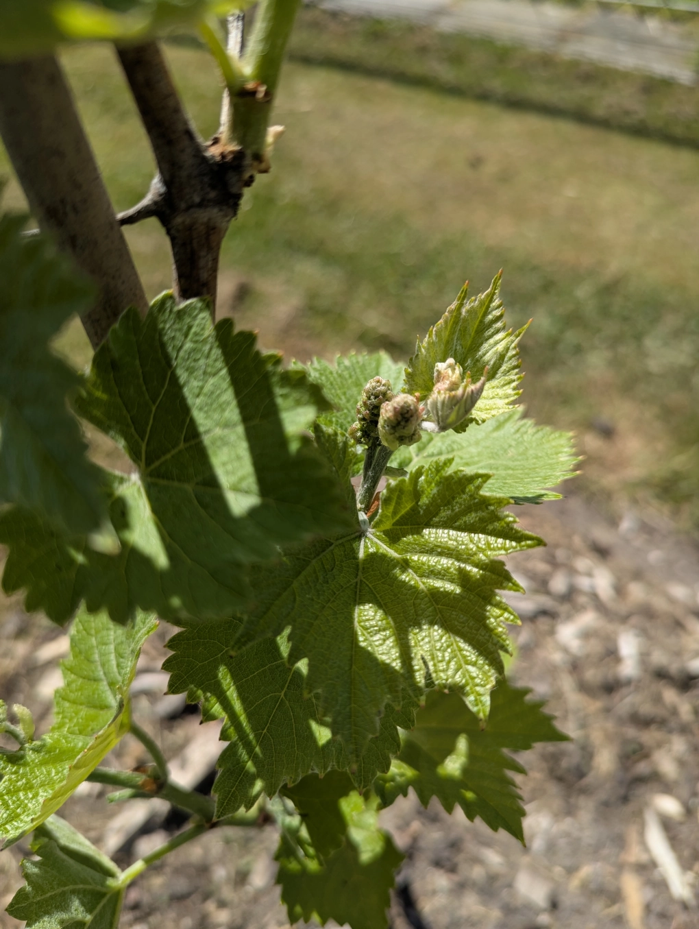 First clusters in May 1 First clusters in May 1