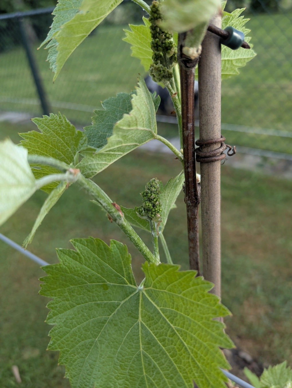 First clusters in May 2 First clusters in May 2