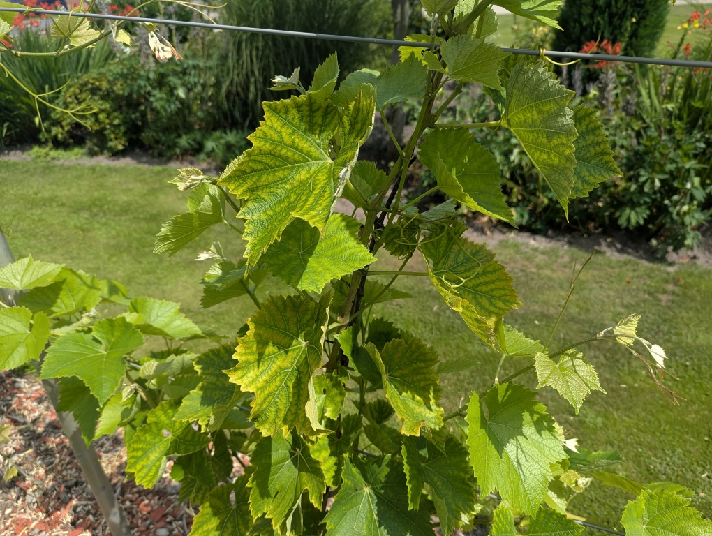 Mid July Magnesium Deficiency 1 Mid July Magnesium Deficiency 1