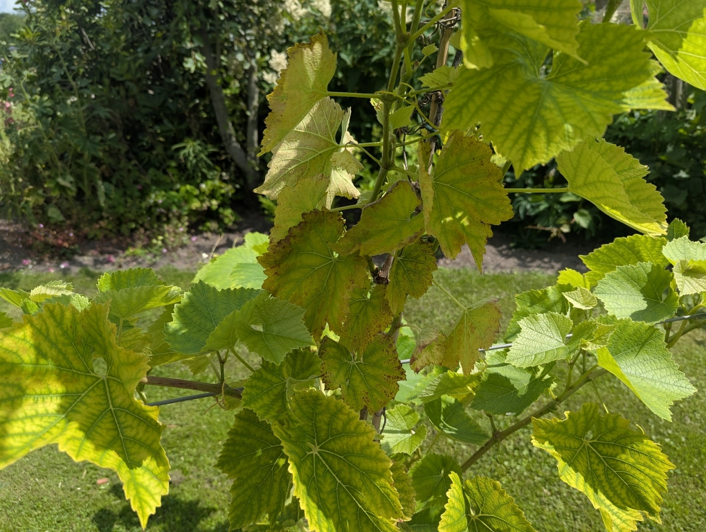 Mid July Magnesium Deficiency 2 Mid July Magnesium Deficiency 2