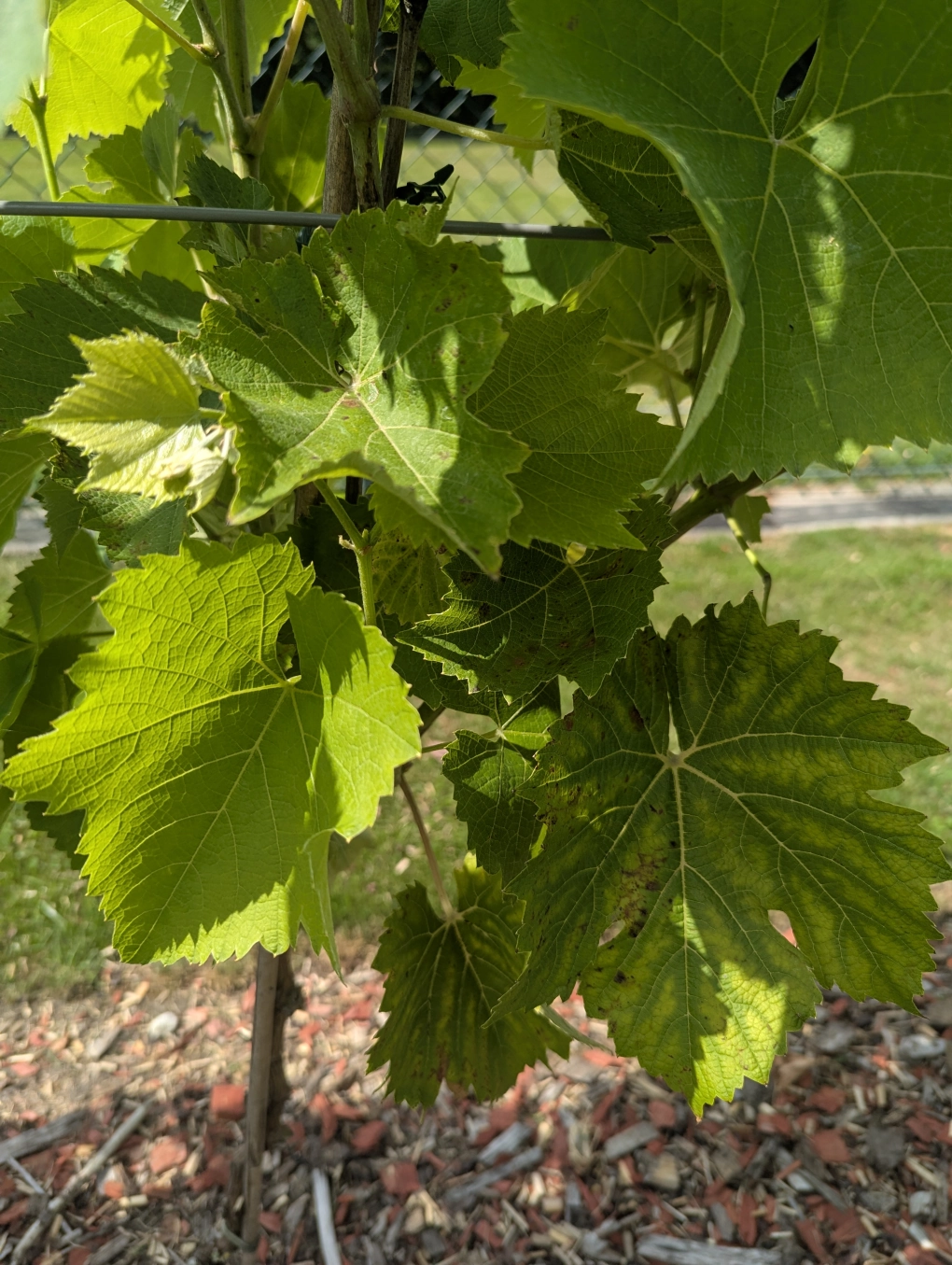 Mid July Magnesium Deficiency 3 Mid July Magnesium Deficiency 3