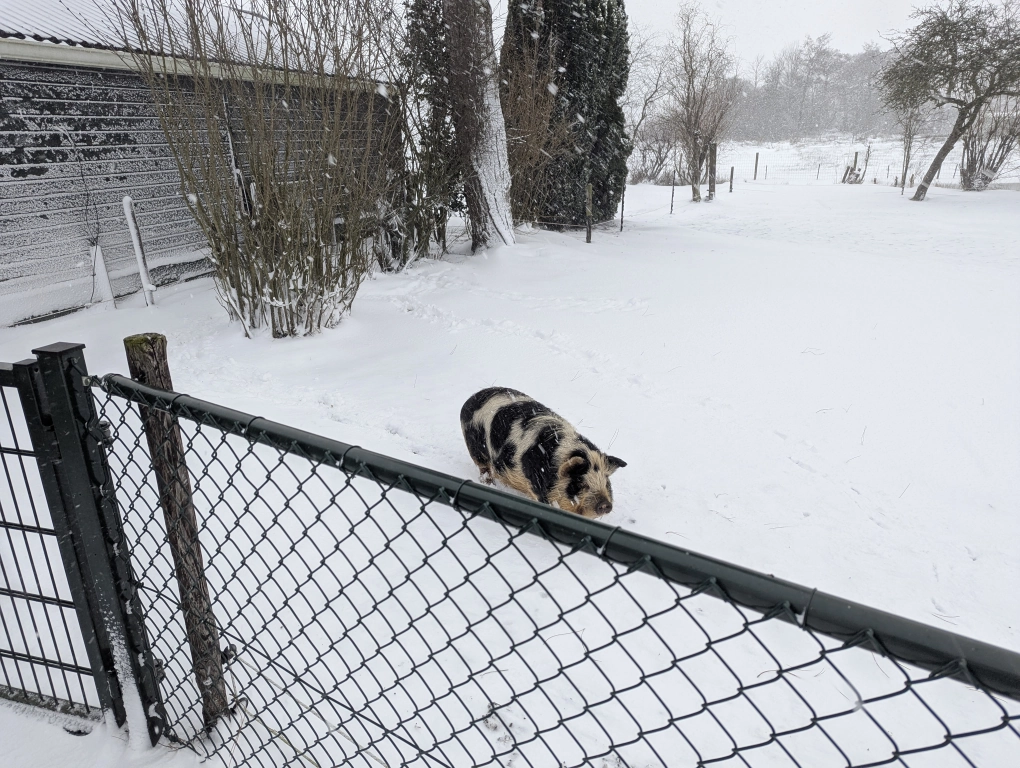 Snowy piggie