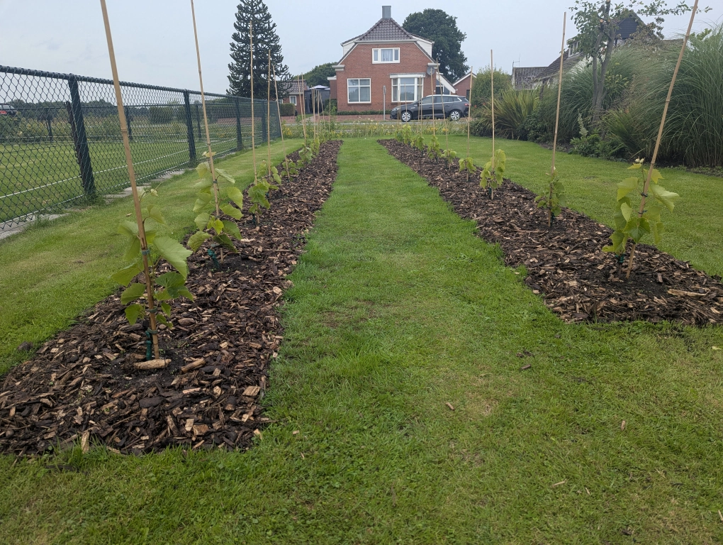 Vineyard terraforming and mulching complete August terraforming and mulching complete