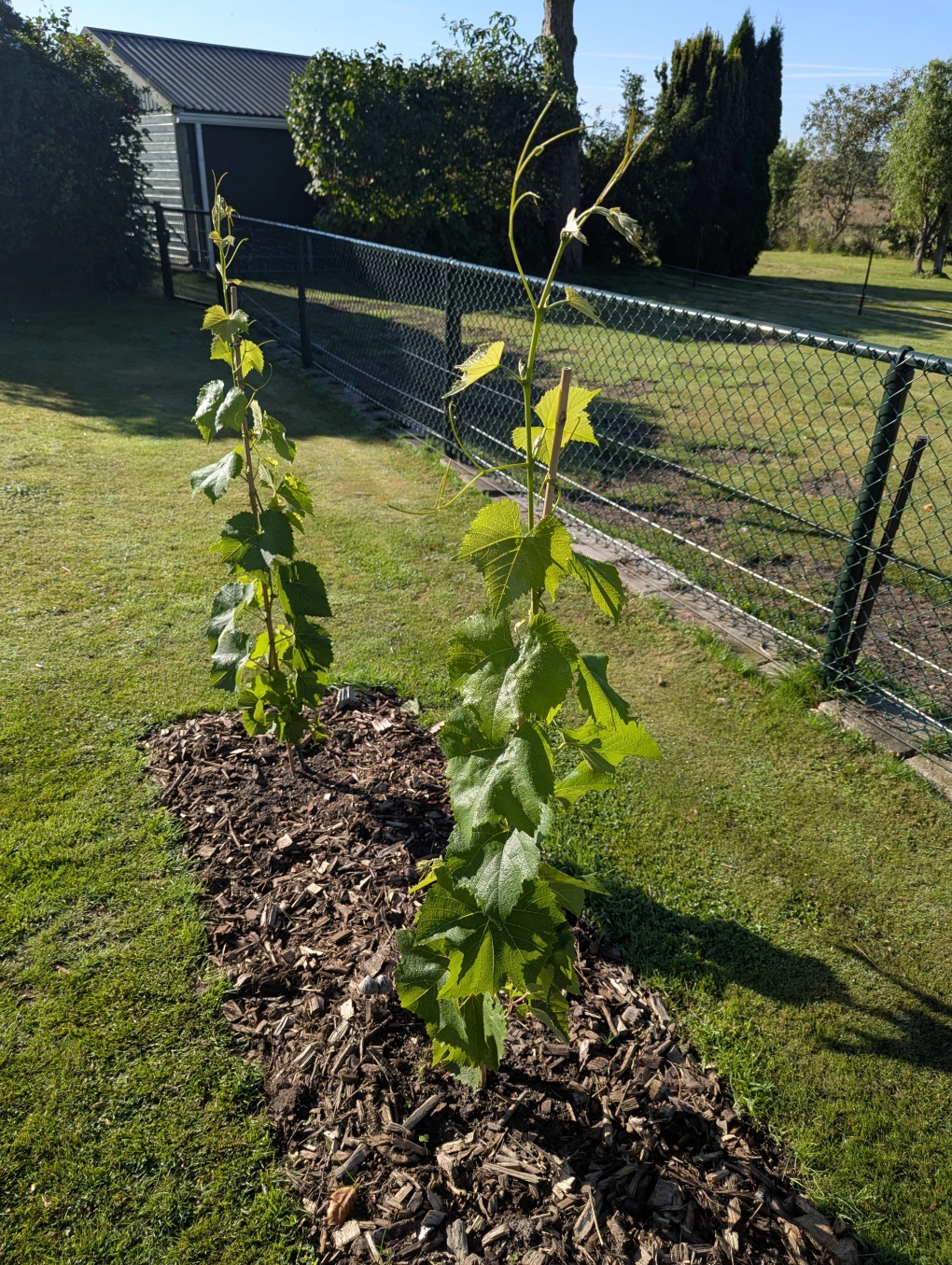 Early September Early September