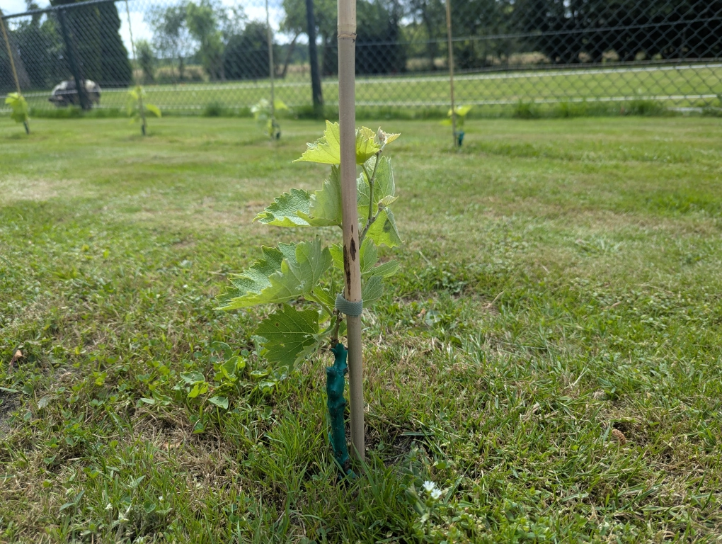 Vines in late June, tied to stakes Vines in late June, tied to stakes
