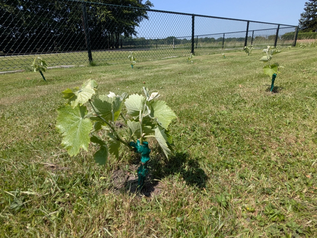 Vines in mid June Vines in mid June